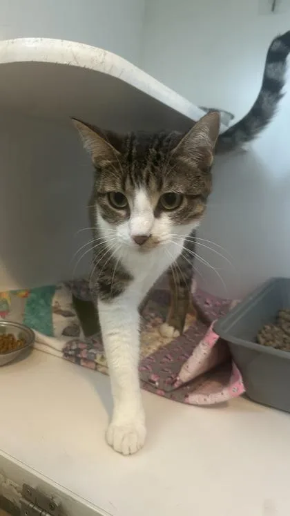 A young small-sized female Domestic Short Hair cat named Mya for adoption in Divide, CO