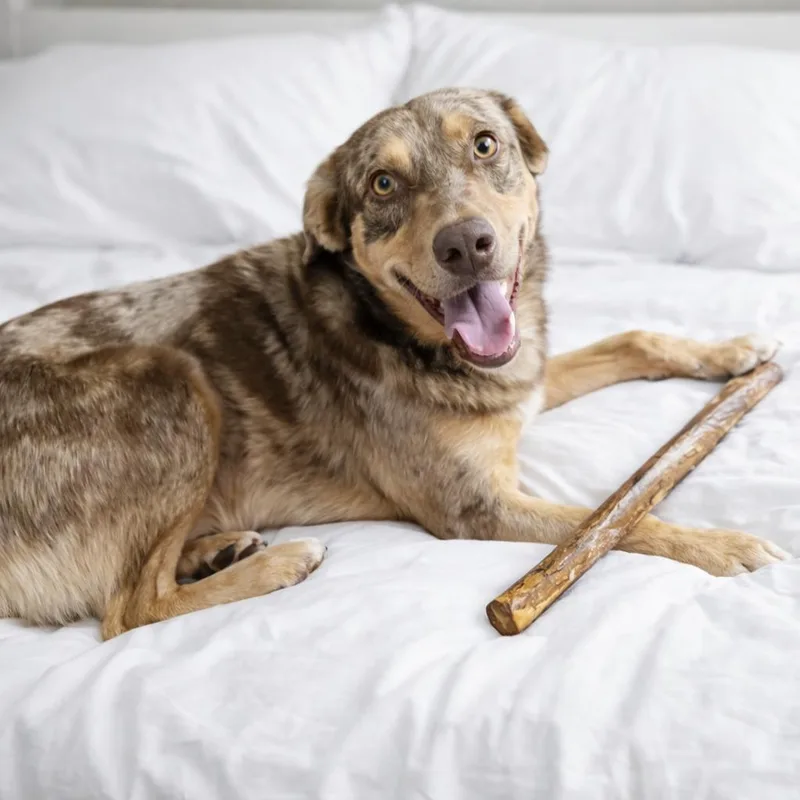 An adult large-sized male Yellow / Tan / Blond / Fawn Catahoula Leopard Dog dog named Inzo for adoption in Springfield, MO
