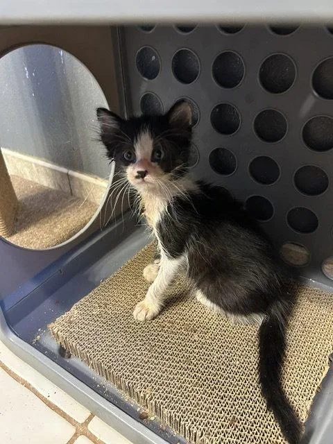 A baby medium-sized male Black & White / Tuxedo Domestic Medium Hair cat named Buster for adoption in Orlando, FL