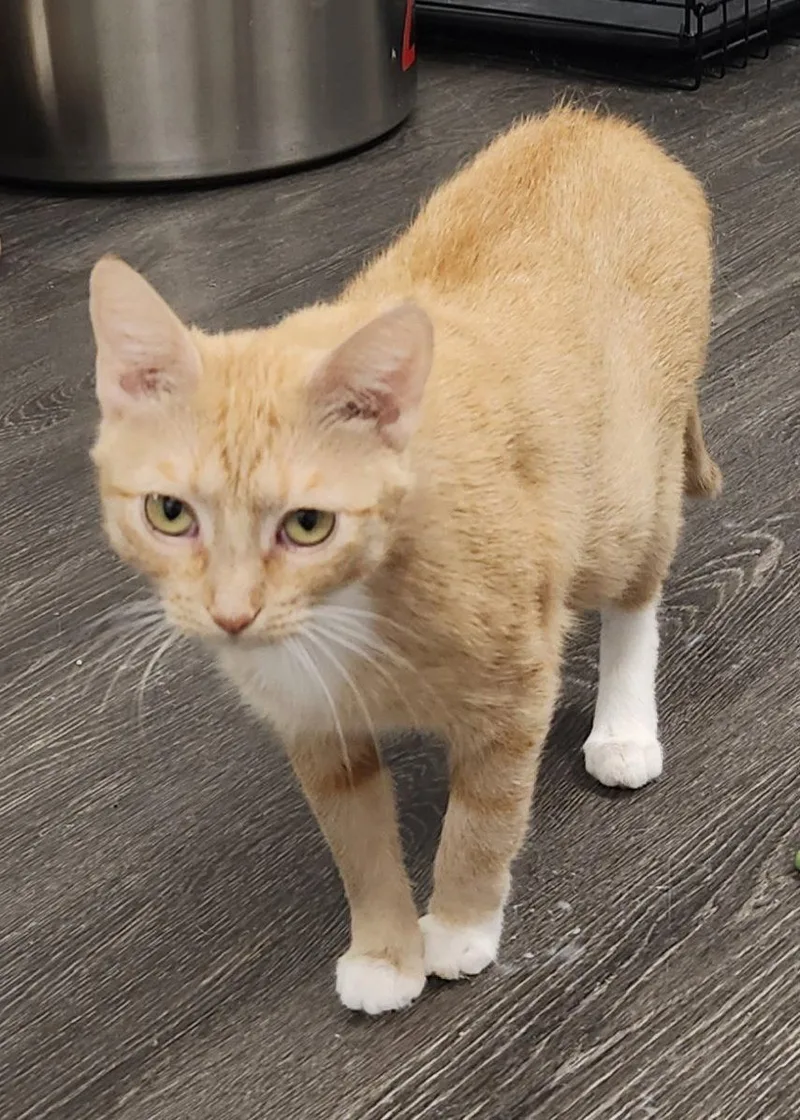 An adult medium-sized female Orange / Red Domestic Short Hair cat named Daisy for adoption in Herndon, VA