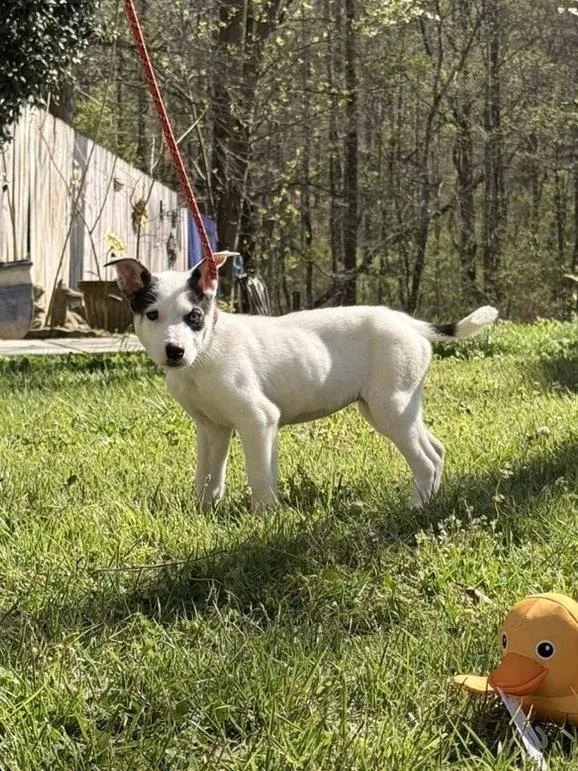 A baby small-sized female Terrier dog named Cannoli for adoption in Locust Fork, AL