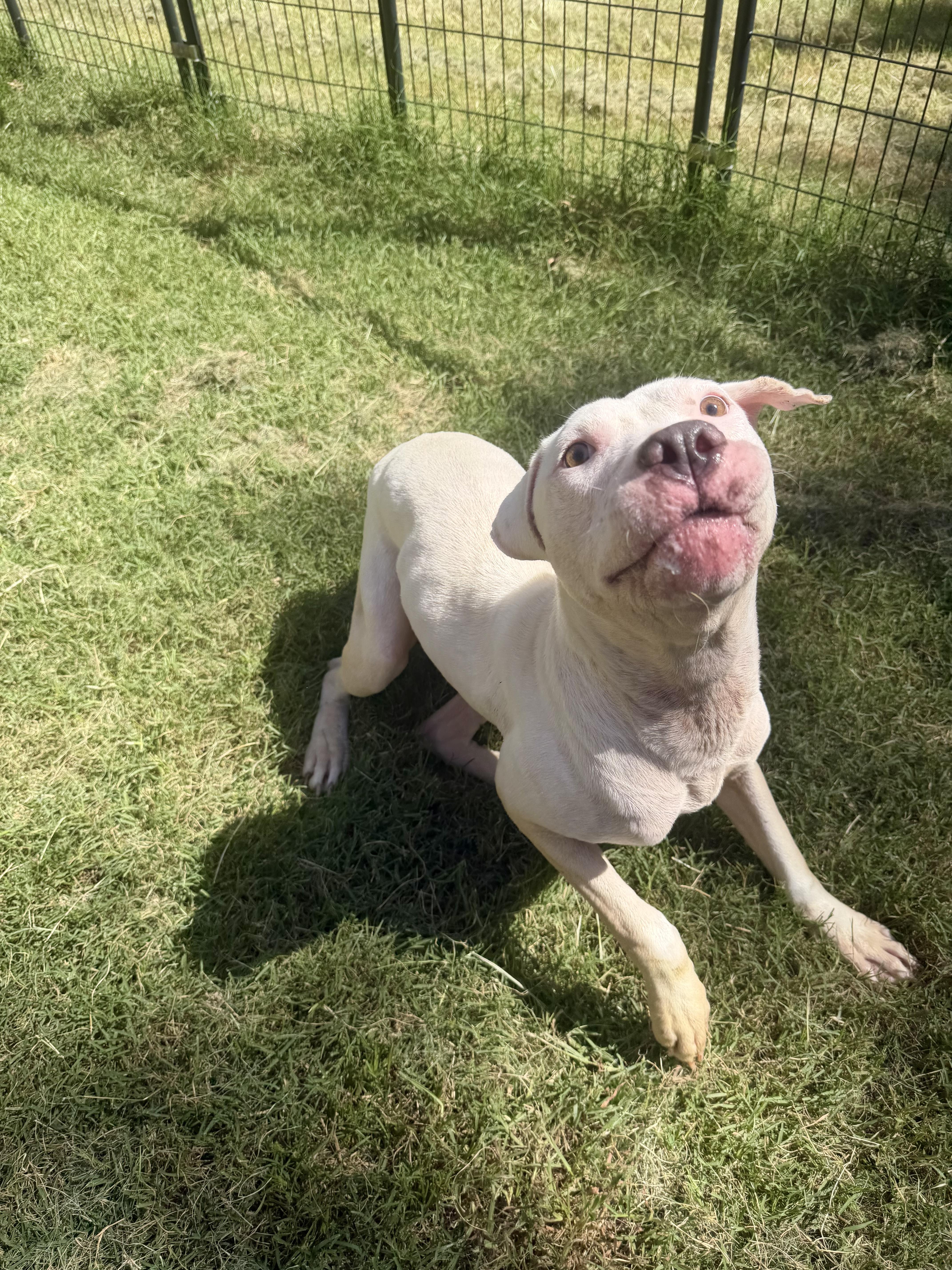 An adult medium-sized female White / Cream Dogo Argentino dog named Dottie for adoption in Athens, TX