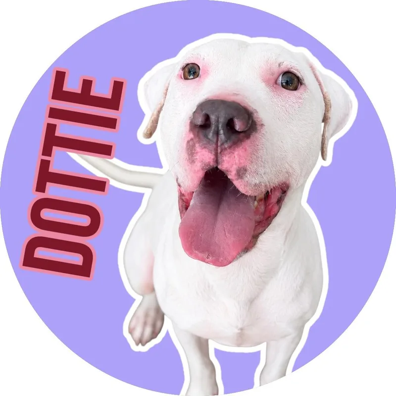 Dottie thumbnail 4