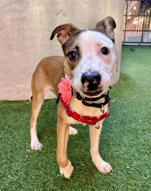 A young medium-sized female Pit Bull Terrier dog named Flora for adoption in San Francisco, CA