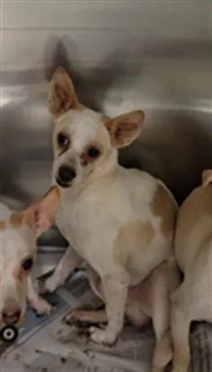 A young small-sized male Chihuahua dog named Lars for adoption in Van Nuys, CA