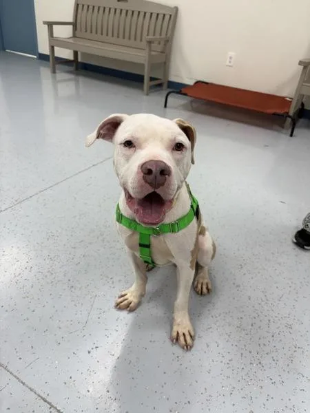 An adult medium-sized male Pit Bull Terrier dog named Chicago for adoption in Skillman, NJ