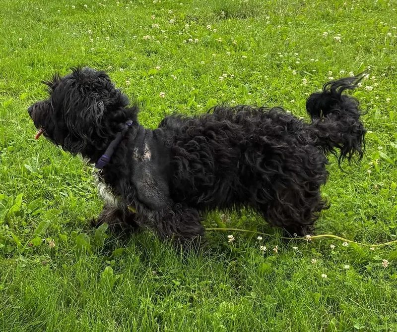 An adult medium-sized female Poodle dog named Gracie for adoption in Portland, IN