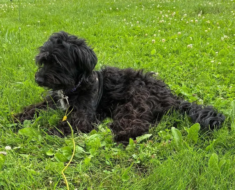 Gracie thumbnail 5