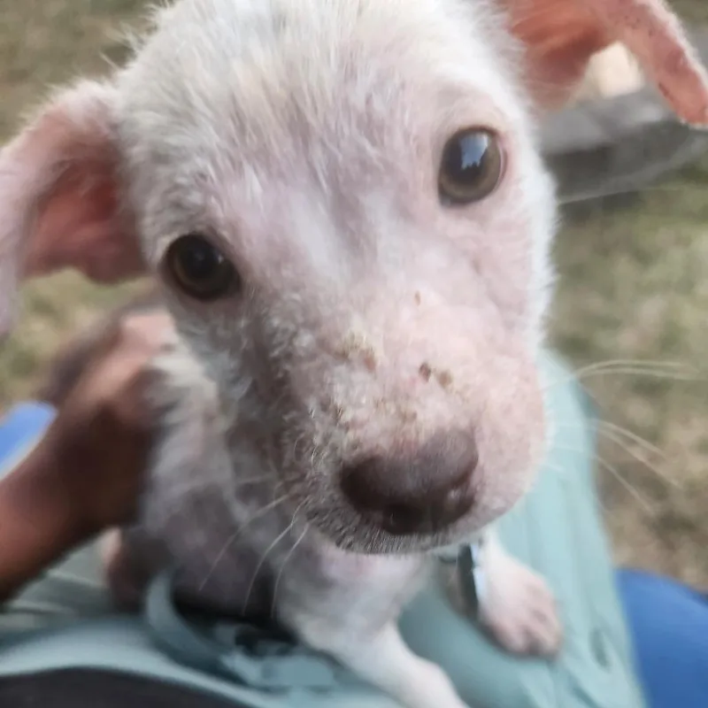 A baby small-sized male White / Cream Mixed Breed dog named Quark for adoption in Buffalo, MN