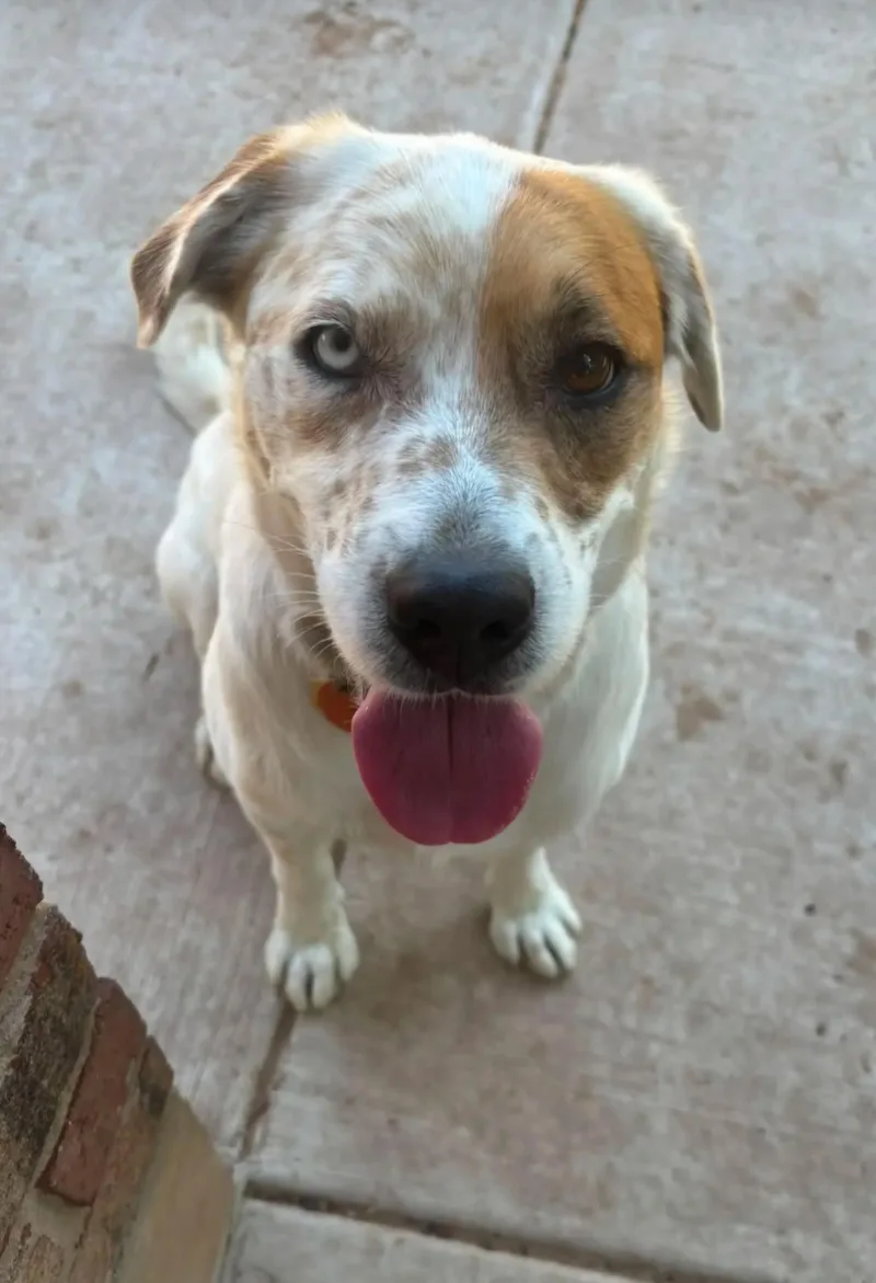 An adult medium-sized male Australian Shepherd dog named Fluffy for adoption in Moore, OK
