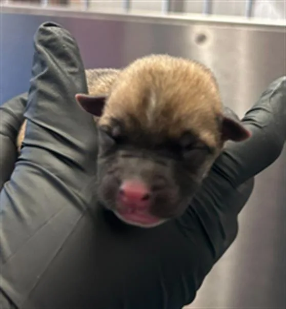 A baby large-sized female Mixed Breed dog named Fajita for adoption in Dallas, TX