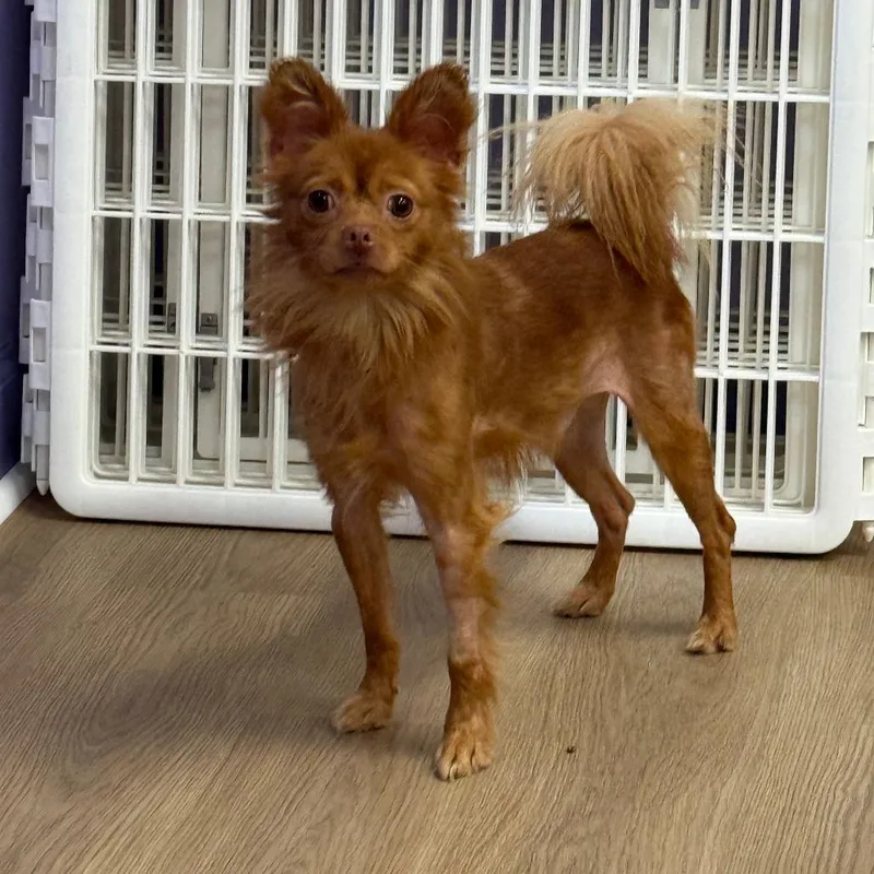 An adult small-sized male Red / Chestnut / Orange Chihuahua dog named Kermit for adoption in LaGrange, GA