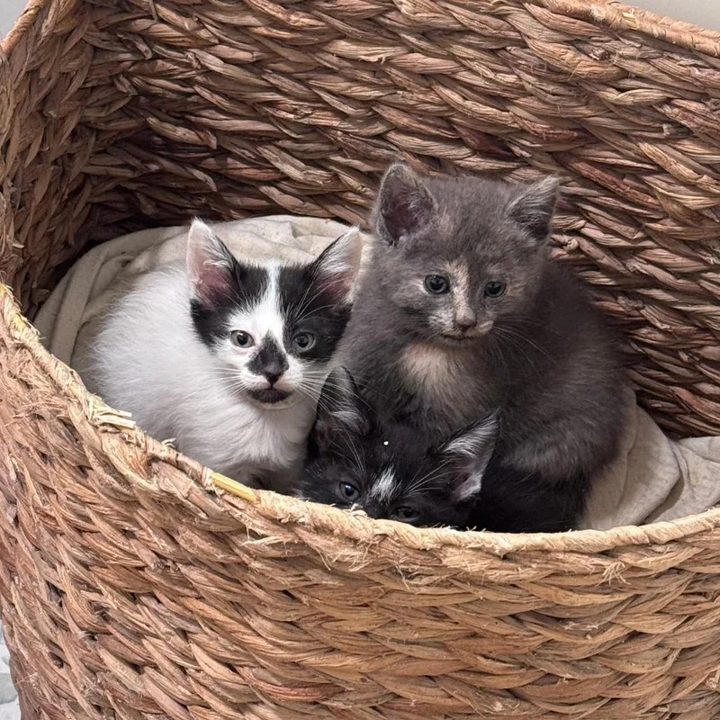 A baby small-sized female White Domestic Short Hair cat named Kobi for adoption in Hattiesburg, MS