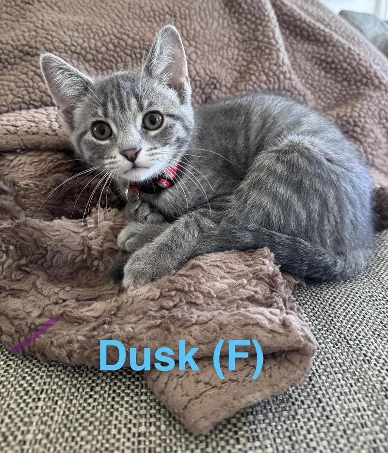 A baby small-sized female Tabby (Gray / Blue / Silver) Domestic Short Hair cat named Dusk for adoption in Clarksville, TN