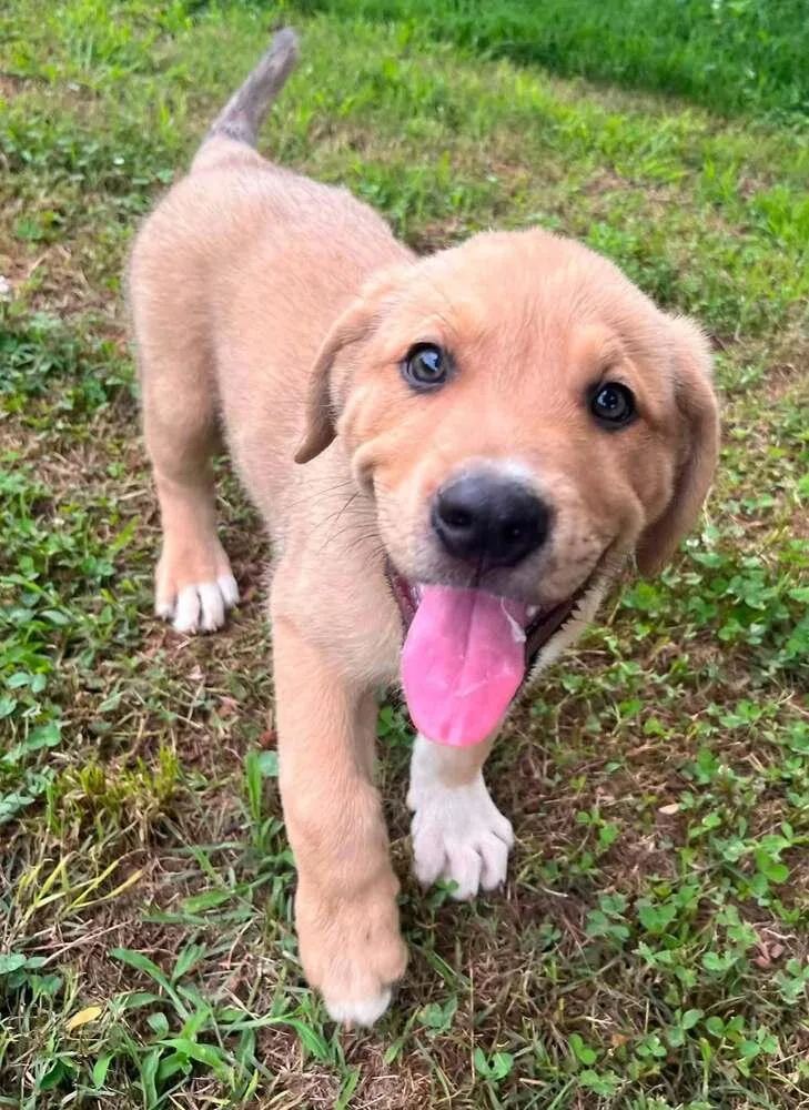 A baby large-sized male White / Cream Mixed Breed dog named Arthur for adoption in Acworth, GA
