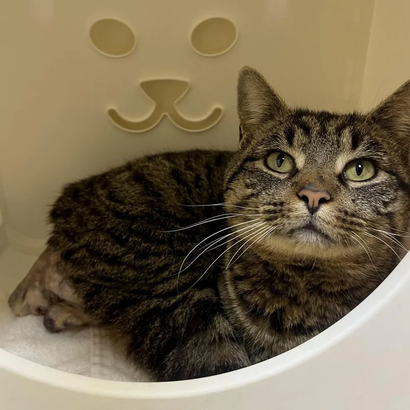 An adult medium-sized male Brown / Chocolate Domestic Short Hair cat named Amigo for adoption in Lynchburg, VA
