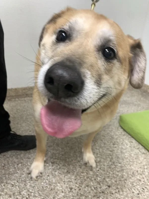A senior medium-sized male Labrador Retriever dog named Frankie for adoption in Vancouver, WA
