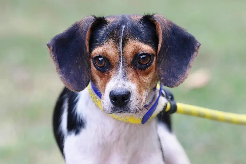 A young small-sized female Tricolor (Brown, Black, & White) Beagle dog named Squirrel for adoption in Meherrin, VA