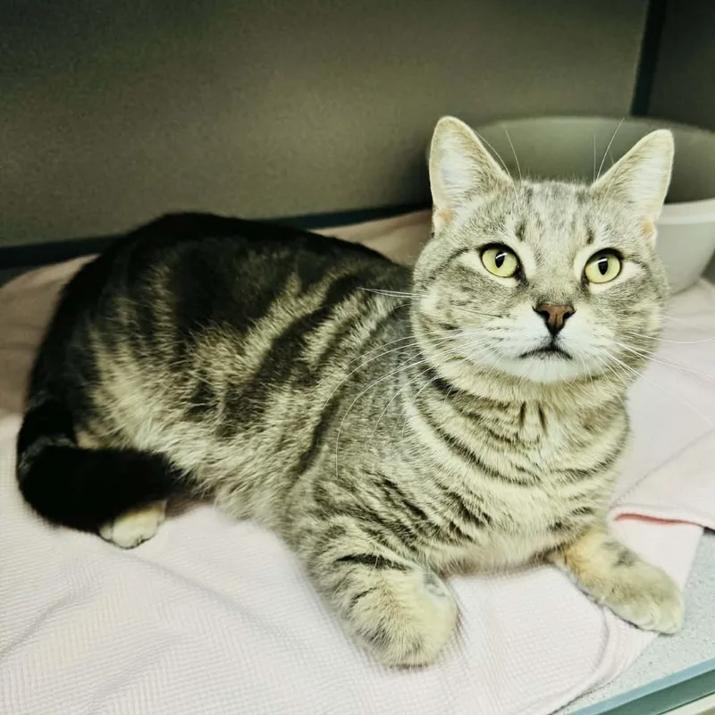 An adult large-sized male Tabby (Gray / Blue / Silver) Domestic Short Hair cat named Wade for adoption in Waterloo, IA