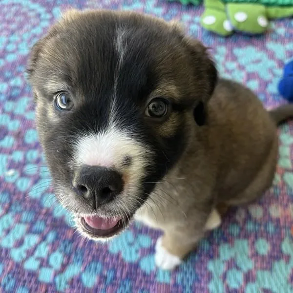 A baby medium-sized female American Staffordshire Terrier dog named Star Magnolia for adoption in Walnut Creek, CA