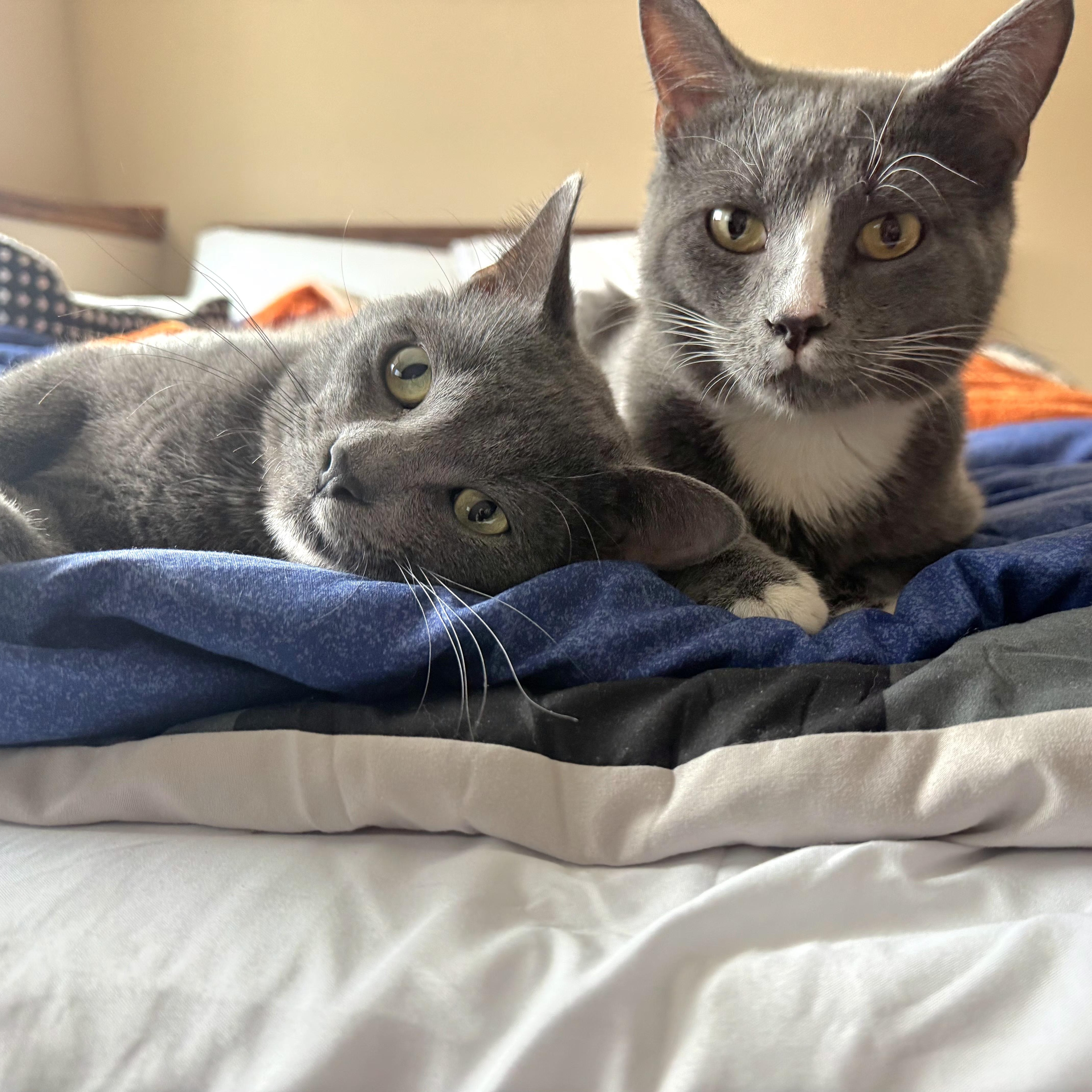 A young medium-sized male Gray & White Domestic Short Hair cat named Grayson & Rory for adoption in Lincoln, NE