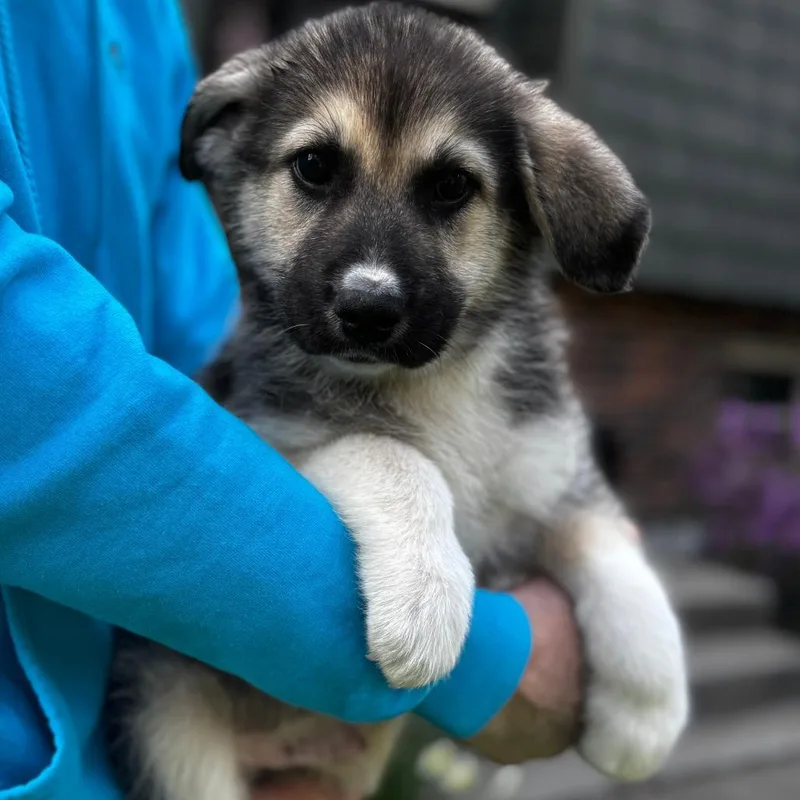 A baby large-sized male Brown / Chocolate Husky dog named Ny Pina Colada Avail for adoption in Eastford, CT