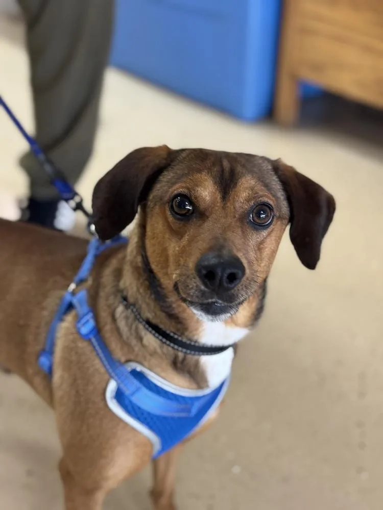 An adult medium-sized male Brown / Chocolate Feist dog named Waylon for adoption in Mundelein, IL