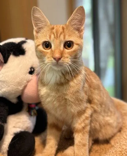 A young small-sized male Orange / Red Domestic Short Hair cat named Sterling for adoption in Midland, VA