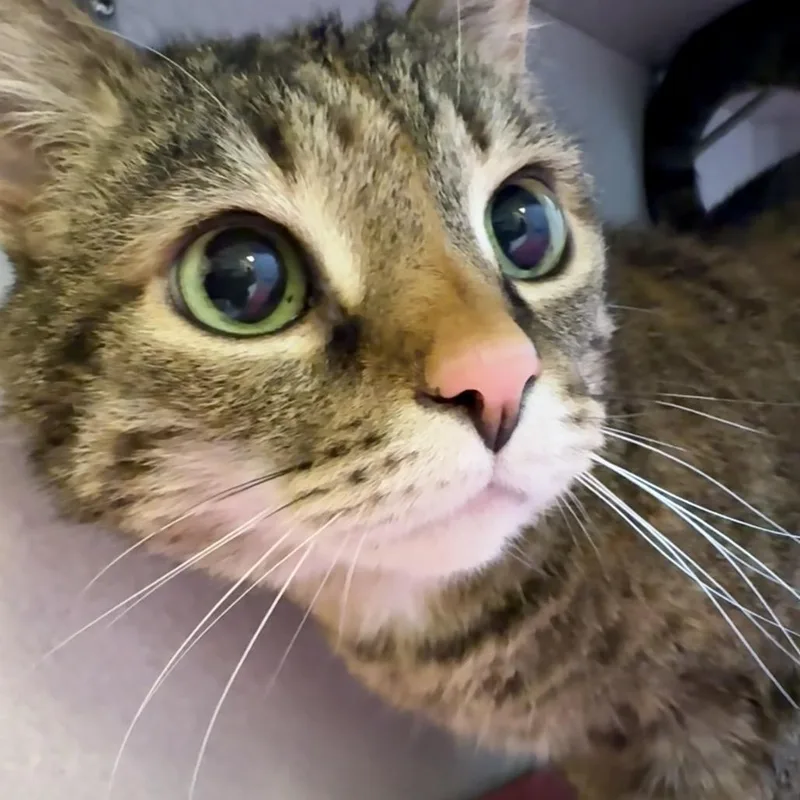 An adult medium-sized female Gray / Blue / Silver Domestic Short Hair cat named Sif for adoption in Pittsburgh, PA