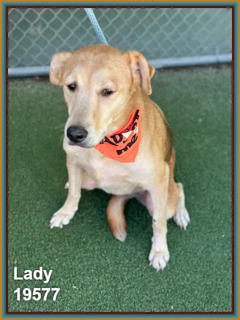 A senior medium-sized female Black Shepherd dog named Lady for adoption in Marietta, GA