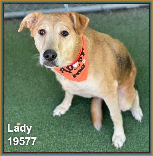 Lady thumbnail 4