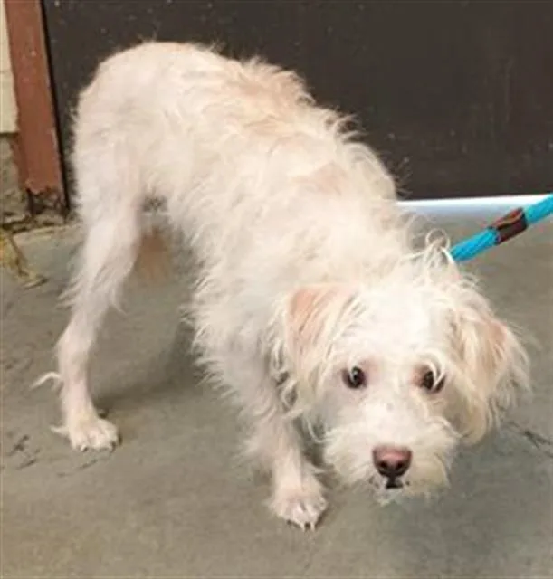 A young small-sized male Maltese dog named Benny for adoption in Camarillo, CA