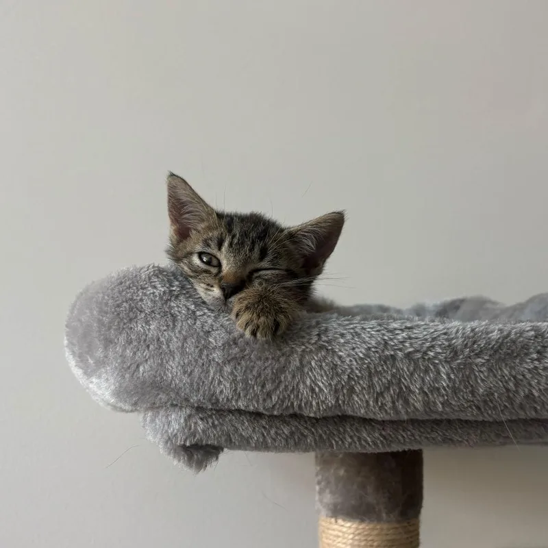 A baby small-sized female Brown / Chocolate Domestic Short Hair cat named Perla for adoption in Charlotte, NC