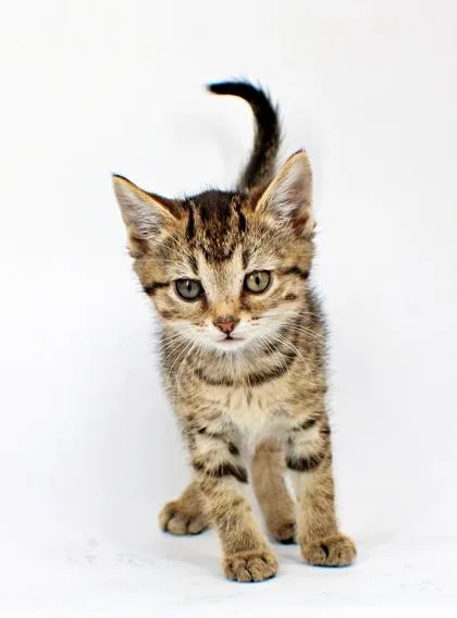 A baby small-sized female Domestic Short Hair cat named Lily for adoption in Morton Grove, IL
