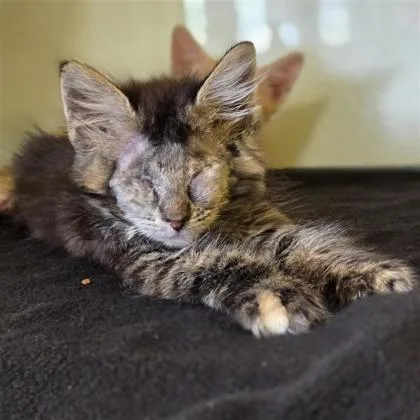 A baby small-sized female Brown / Chocolate Domestic Medium Hair cat named Seahorse for adoption in El Paso, TX