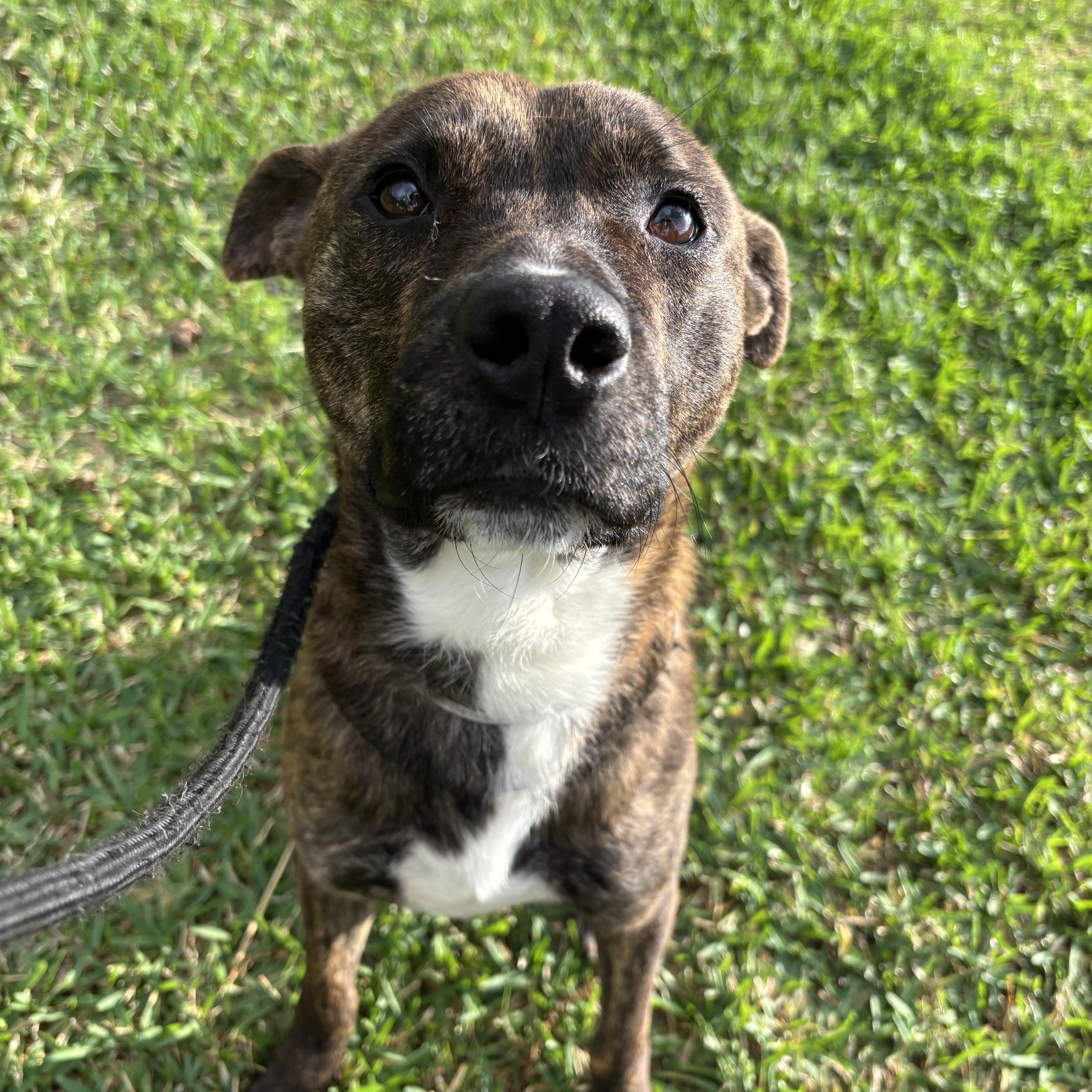 An adult medium-sized male Brindle German Shepherd Dog dog named Biscuit for adoption in Pearland, TX