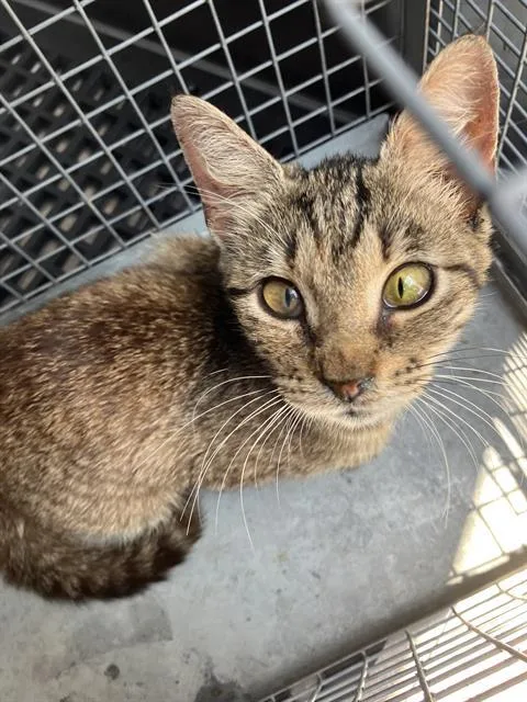 A baby large-sized female Domestic Short Hair cat named Geogia for adoption in Dallas, TX