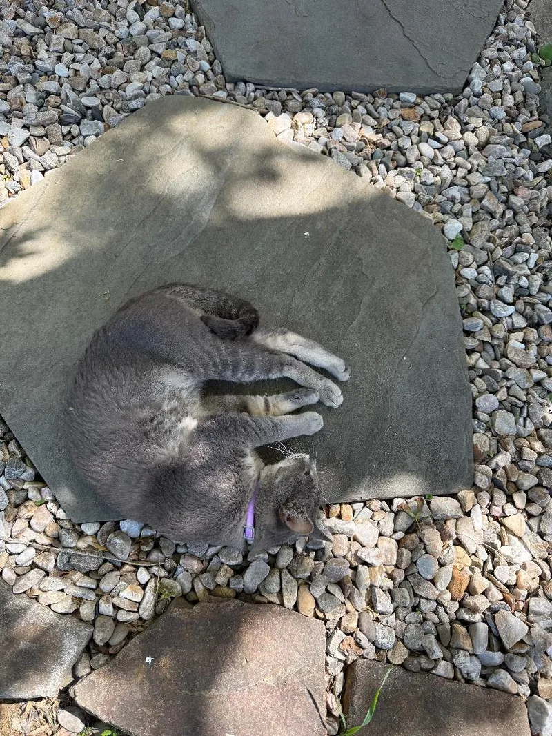 Vinny R  Courtesy thumbnail 3