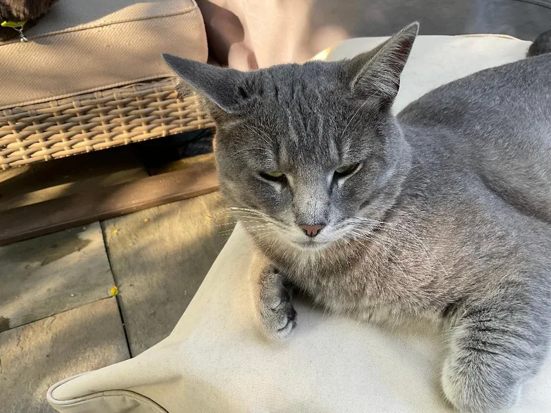 Vinny R  Courtesy thumbnail 4