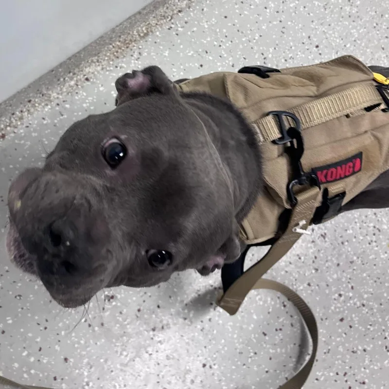 A young medium-sized female Gray / Blue / Silver American Staffordshire Terrier dog named Nova for adoption in Indianapolis, IN