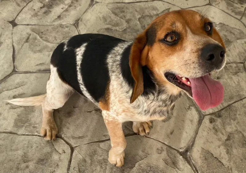 An adult medium-sized male Beagle dog named Dean for adoption in Franklin, TN