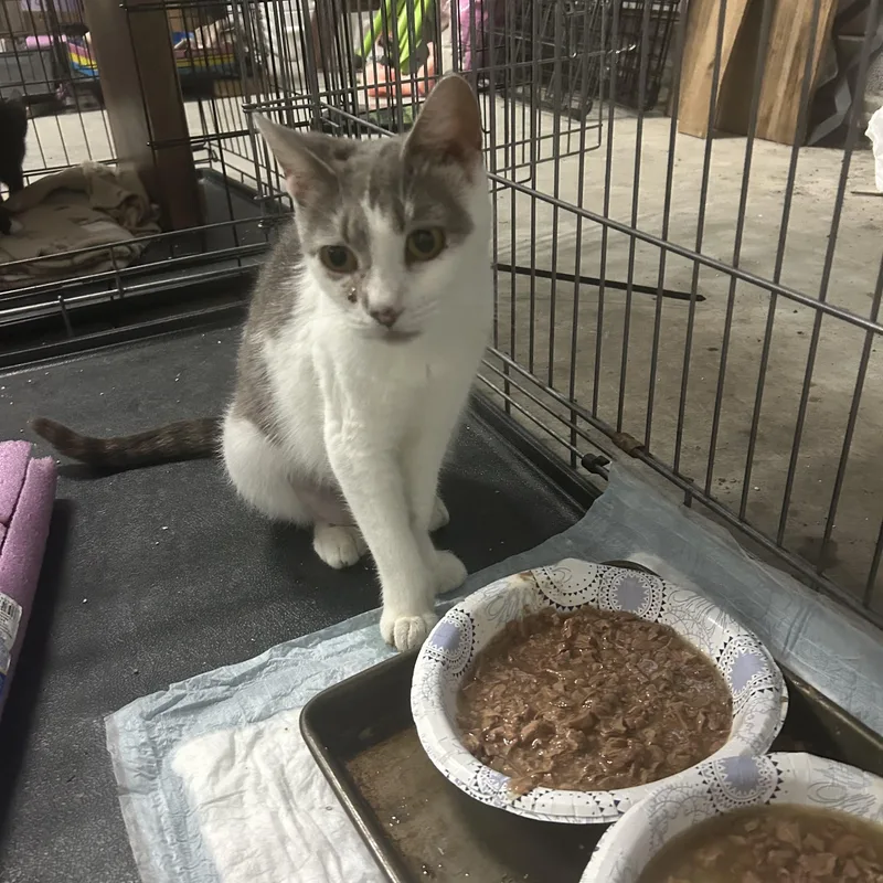 An adult medium-sized female Gray & White Domestic Short Hair cat named Sweetie for adoption in Wanaque, NJ
