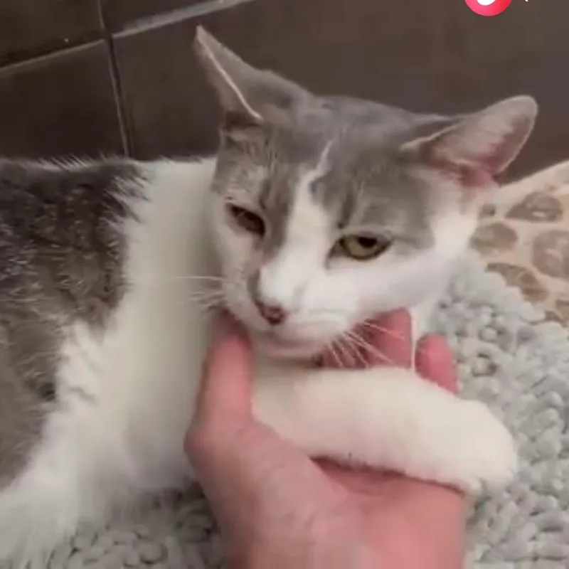 Sweetie thumbnail 3