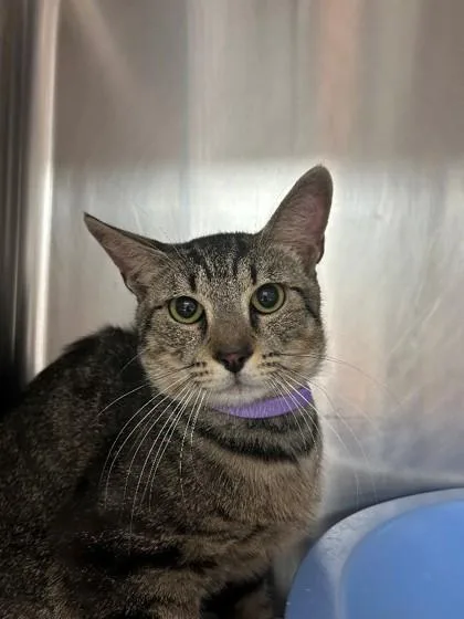 An adult small-sized male Domestic Short Hair cat named Mavis for adoption in Savannah, GA