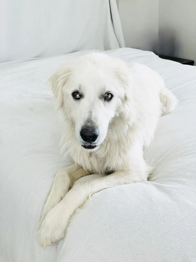 A young large-sized female White / Cream Great Pyrenees dog named Amazing Yvonna for adoption in Burlington, NC