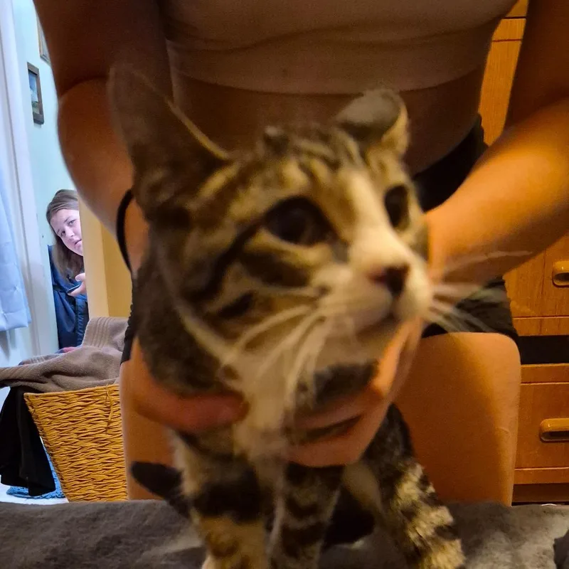 A baby small-sized male Brown / Chocolate Domestic Short Hair cat named Cocktail for adoption in Grantsville, UT