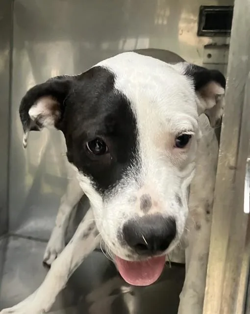 A baby medium-sized female Mixed Breed dog named Lola for adoption in Dallas, TX