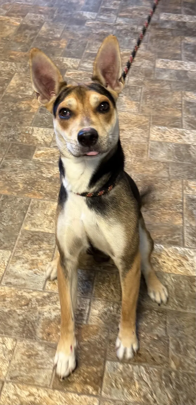 A young small-sized male Mixed Breed dog named Oswin for adoption in Anderson, IN