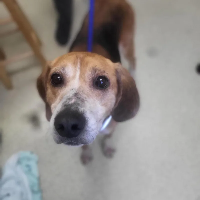 An adult medium-sized male Brown / Chocolate Hound dog named Biscuit for adoption in Windsor, VA