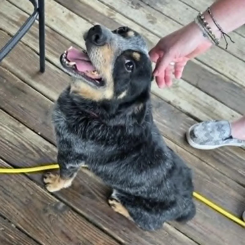 An adult medium-sized male Merle (Blue) Australian Cattle Dog / Blue Heeler dog named Jughead for adoption in Beulaville, NC